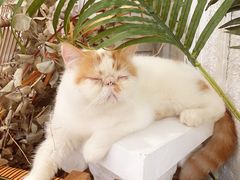 -共舞时光猫咖·狗咖(新街口店)
