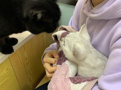 -中农大我爱我爱动物医院·核磁CT·猫病·24小时夜诊中心(石佛营店)