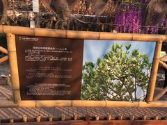 -呀路古热带植物园