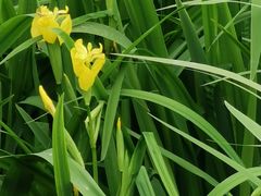 -桤木河湿地公园