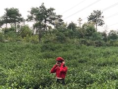 -汤山温泉房车营地 茶温泉