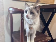 -楼上猫咖(罗湖店)
