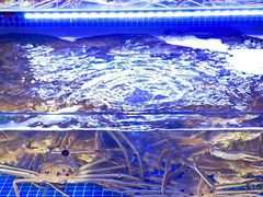 -驻海渔市(置信店)