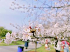 -顾村公园