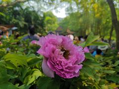 -广西壮族自治区药用植物园