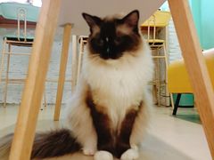 -猫在这儿猫咪咖啡馆·撸猫馆