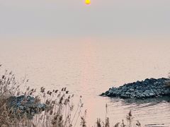 -合肥滨湖国家森林公园