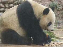 -中国大熊猫保护研究中心雅安碧峰峡基地