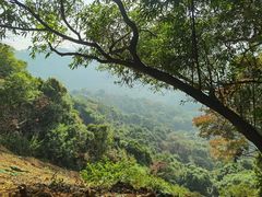 -黄埔油麻山森林公园