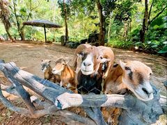 -海南热带野生动植物园