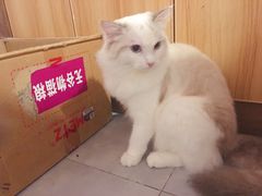-三花喵·撸猫购宠·宠物生活馆(虹桥南丰城店)