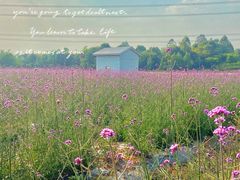 -紫颐香薰山谷景区