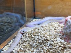 -青石桥花鸟鱼虫市场(叠翠城店)