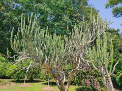 -中国科学院西双版纳热带植物园