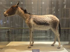 -青藏高原自然博物馆