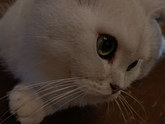 -猫猫幼稚园·撸猫·桌游·电玩