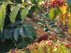 -Torch Coffee 炬点咖啡