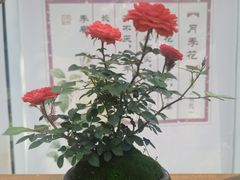 -人民公园(罗湖区)