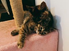 -瑞派·关忠动物医院·猫专科·犬专科(三环新城店)