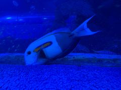 -太平洋海底世界