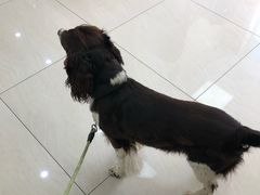 -美联众合动物医院·24h京西诊疗中心