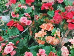 -秦美花卉(天朗·莱茵小城2期店)