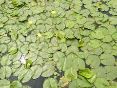 -荷塘月色湿地公园·向阳花洲