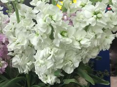 -亭亭鲜花店(中山北路店)