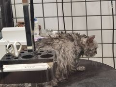 -熊小胖宠物生活馆(天华园店)