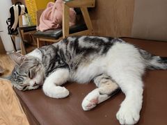 -MOCHA明星猫咖(田子坊店)