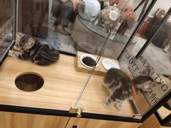 -袖虎·猫馆(体育西路店)