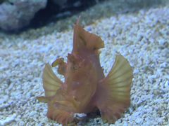 -上海海洋水族馆