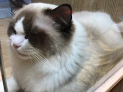 -屋虎猫馆(宝安大仟里店)