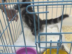 -爱妮康宠物医院·干细胞免疫细胞·肿瘤·心脏(张江店)