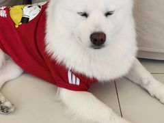 -怪兽屋·羊驼·猫咖·狗咖(俊华广场店)