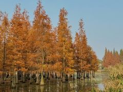 -白鹭湾湿地公园