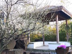 -苏州上方山国家森林公园