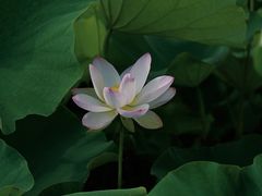 -梁鸿国家湿地公园