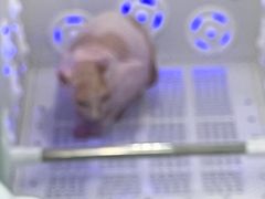 -爱洗澡的猫(望京店)