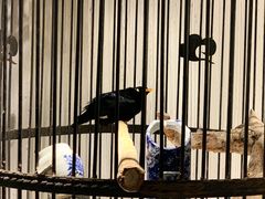 -清真·京华源铜锅涮肉(丰庆店)