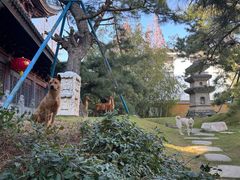 -龙华素斋(龙华路店)