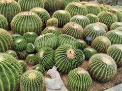 -深圳仙湖植物园