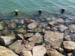 -深圳湾公园(南山区)