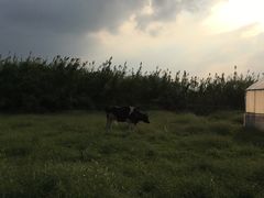 -田园东方蜜桃村的田野营地