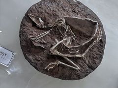 -辽宁古生物博物馆