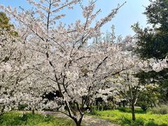 -上海滨江森林公园