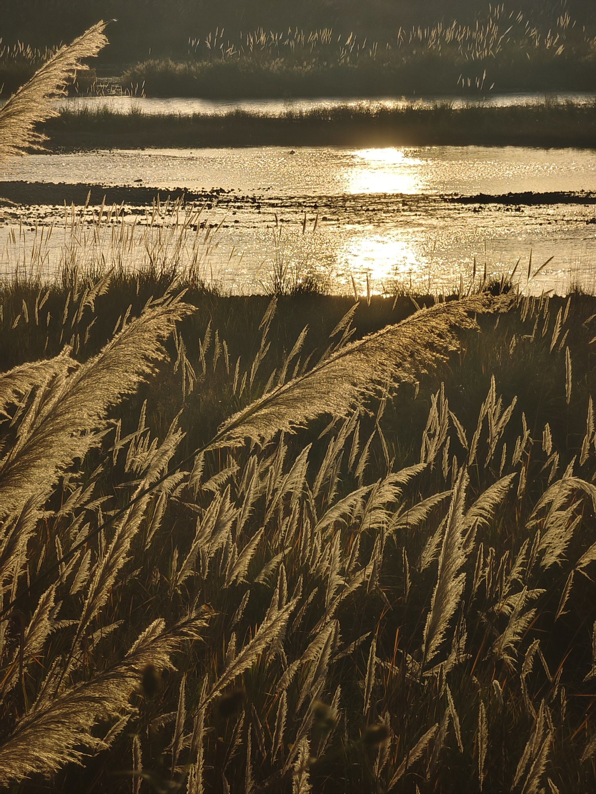 温江金马河真的是很绝!晒太阳的时候去露营非常舒服