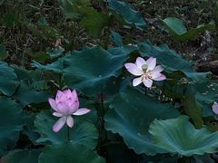 -深圳仙湖植物园