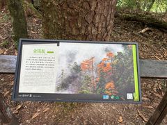 -天目山大树王景区