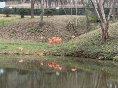 -合肥野生动物园